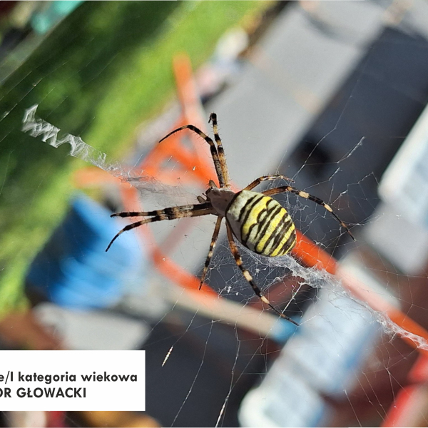 Świat pajęczaków - nagrodzone prace