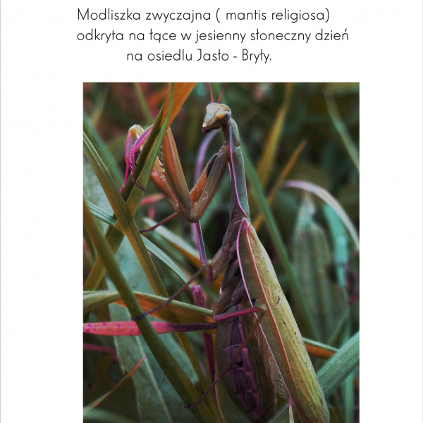 Owad czy robak? - oto jest pytanie