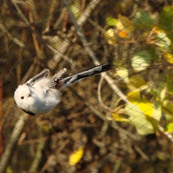 mateusz-styranka-raniuszek