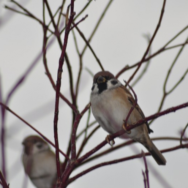 wrobelki-czekajace-na-jedzenie-rak-mikolaj